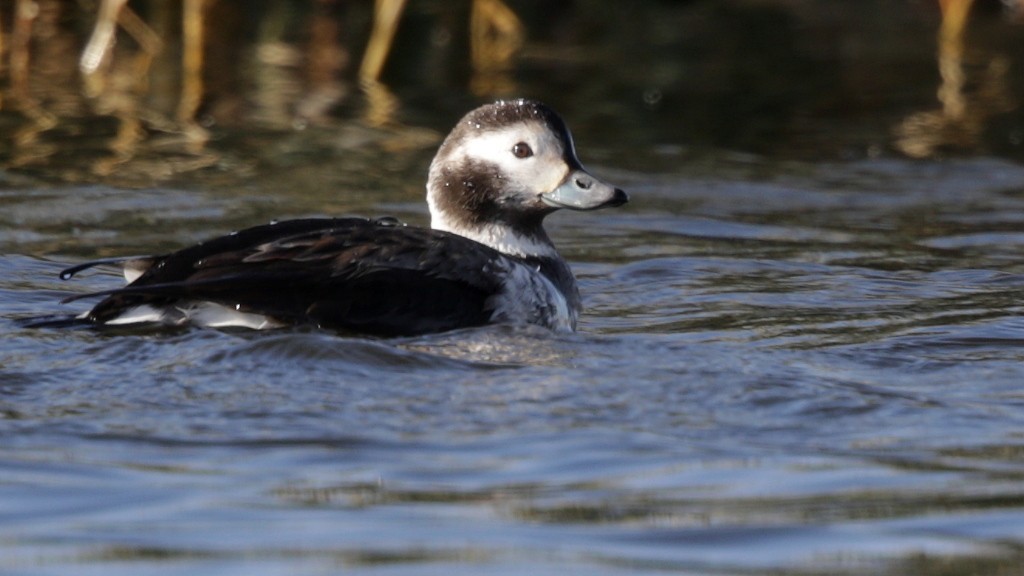 Long-tailed Duck - ML42240451