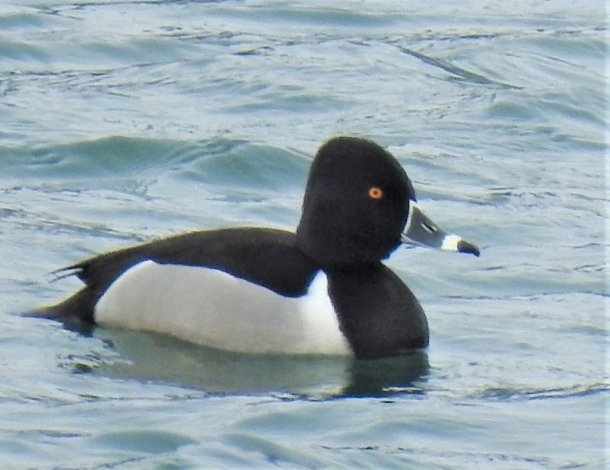 Ring-necked Duck - ML422405301