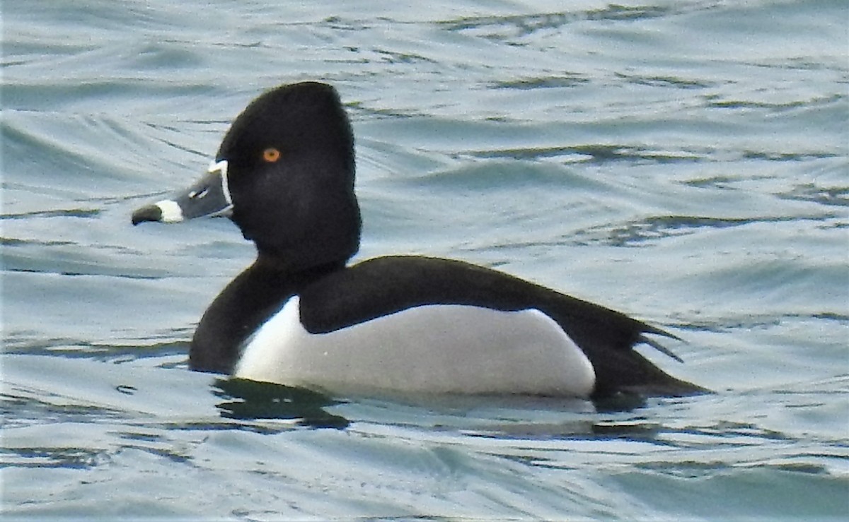 Ring-necked Duck - ML422405311