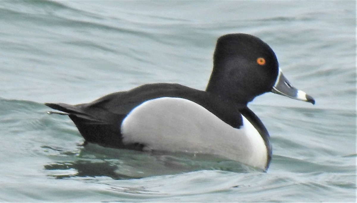 Ring-necked Duck - ML422405341