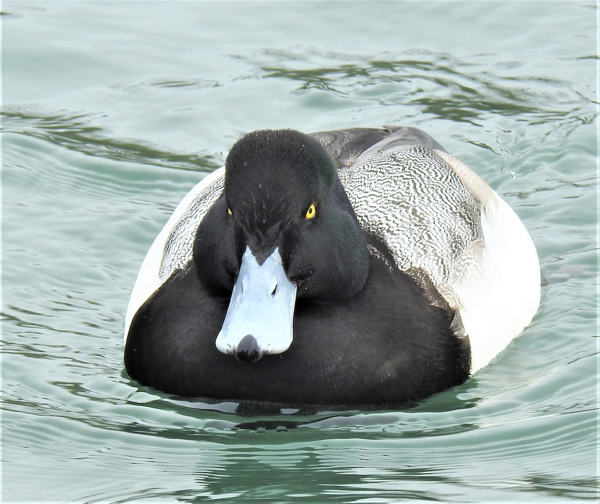 Greater Scaup - ML422405661