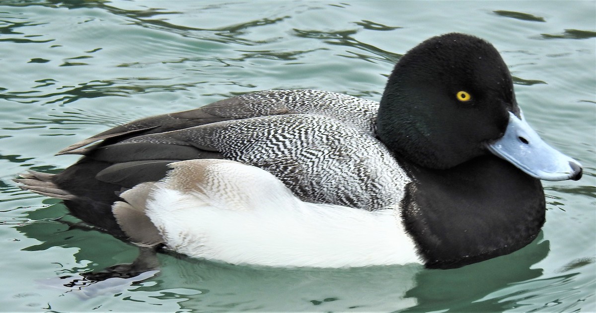 Greater Scaup - ML422405671