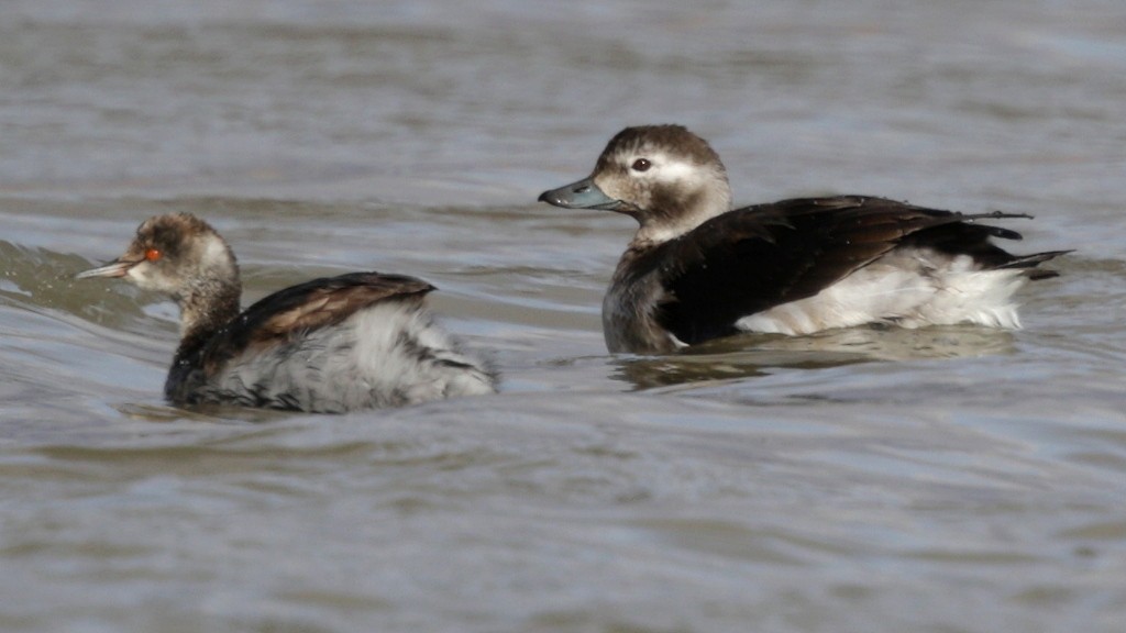 Long-tailed Duck - ML42240811