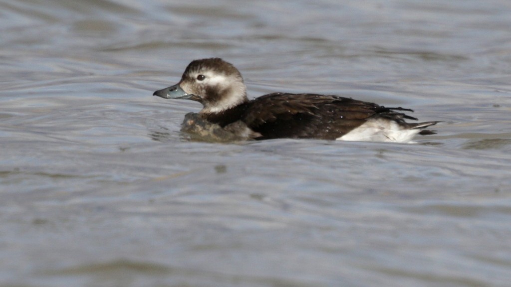 Long-tailed Duck - ML42240821