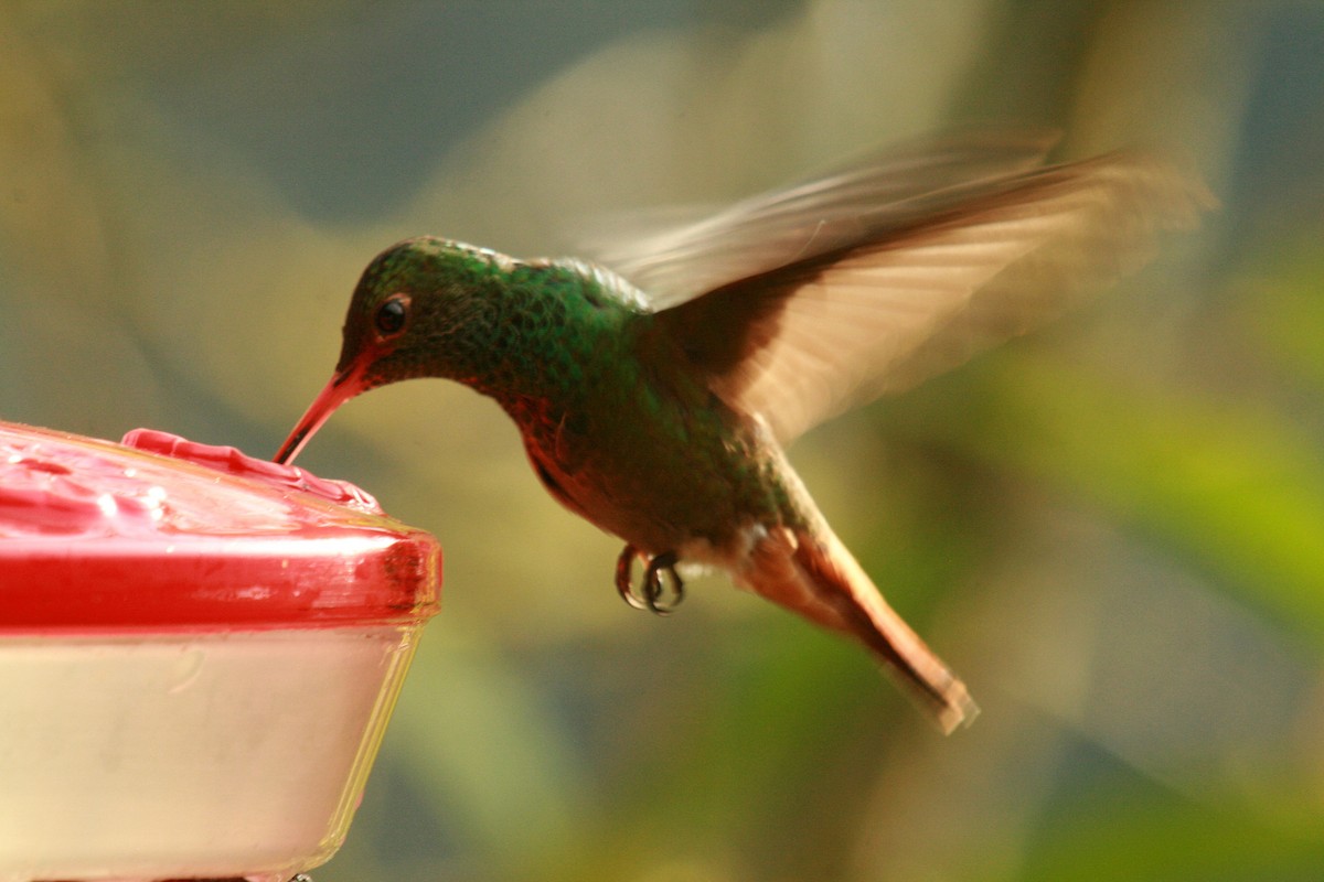 Rufous-tailed Hummingbird - Darrell Schiffman