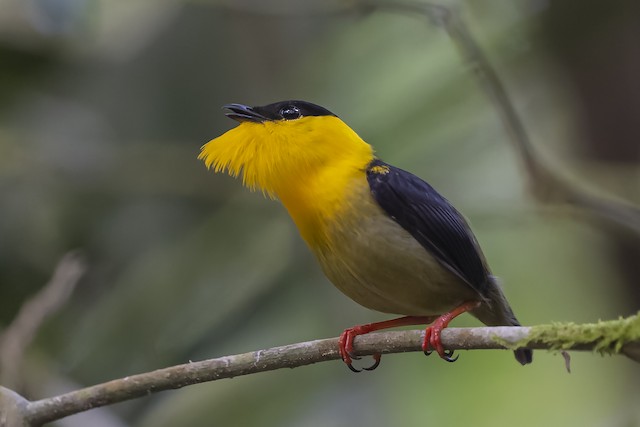 Sounds and Vocal Behavior - Golden-collared Manakin - Manacus vitellinus - Birds of the World