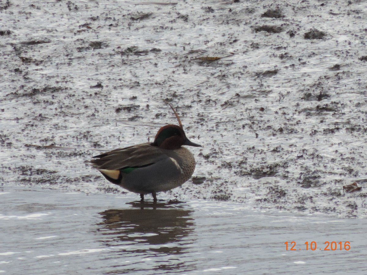 Green-winged Teal - Rich Brown