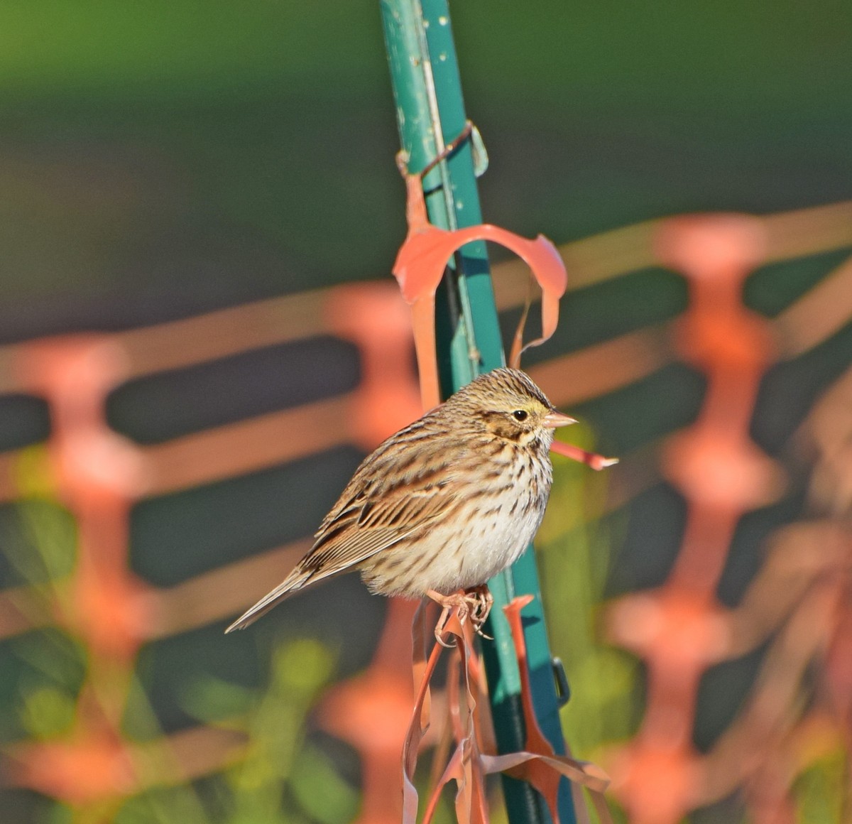 Savannah Sparrow (Savannah) - ML42241881