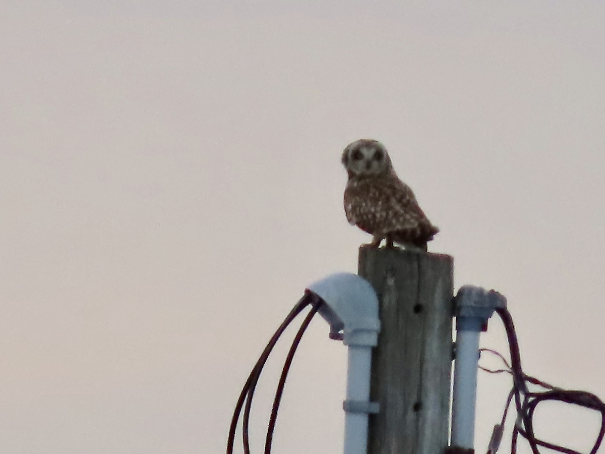 Short-eared Owl - ML422430071