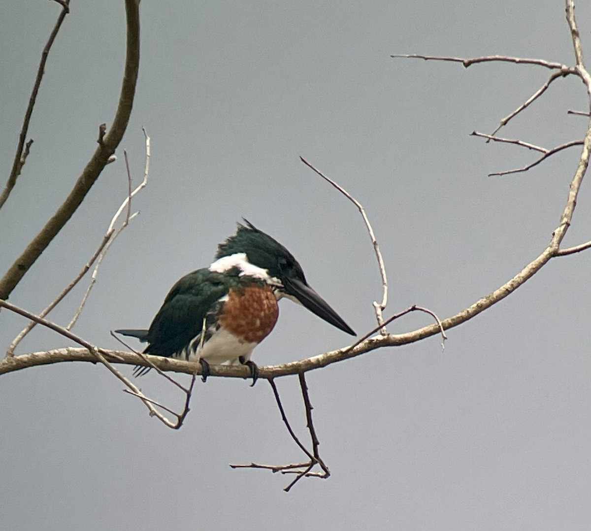 Amazon Kingfisher - Rick Thomas