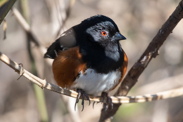 Spotted Towhee at Reifel Bird Sanctuary by Chris McDonald