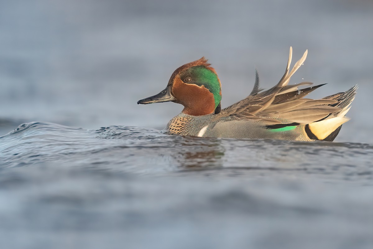 Green-winged Teal - ML422440311