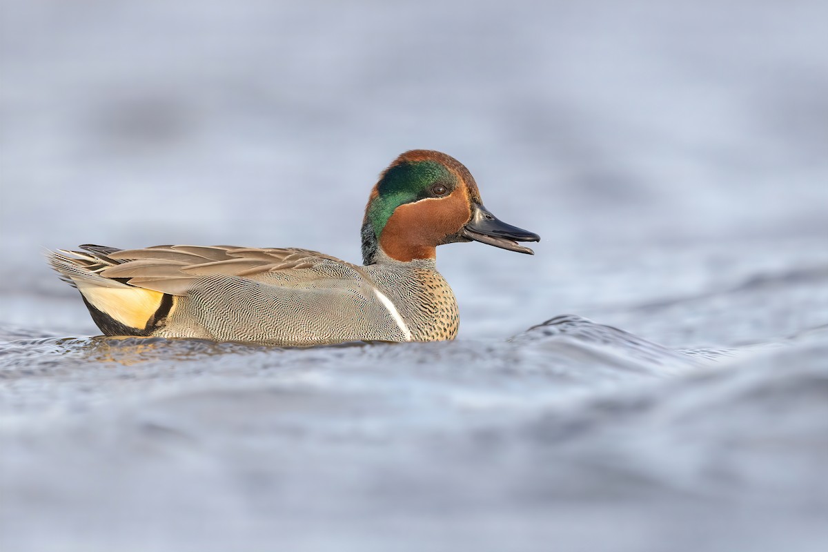 Green-winged Teal - ML422440321