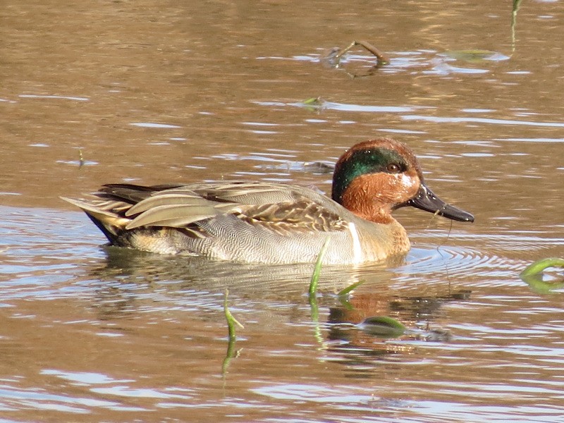 Green-winged Teal - Dean Newhouse