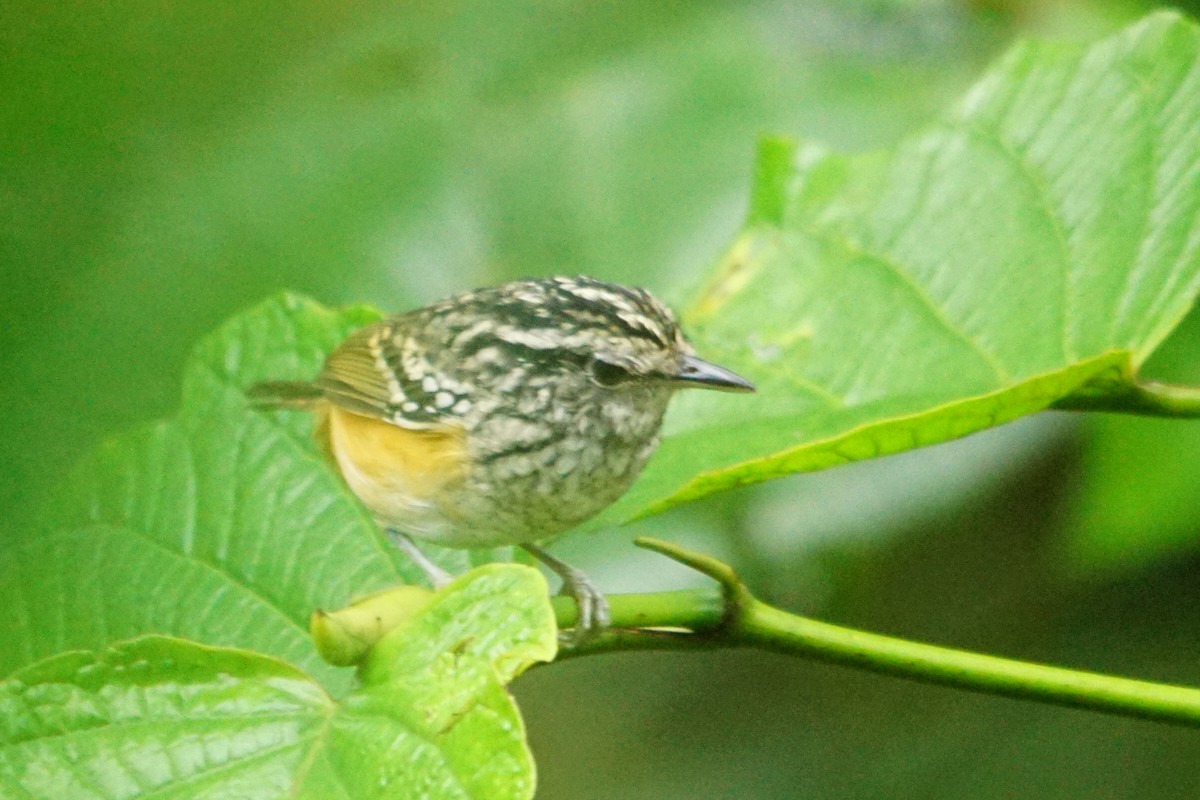 Peruvian Warbling-Antbird - ML422442911