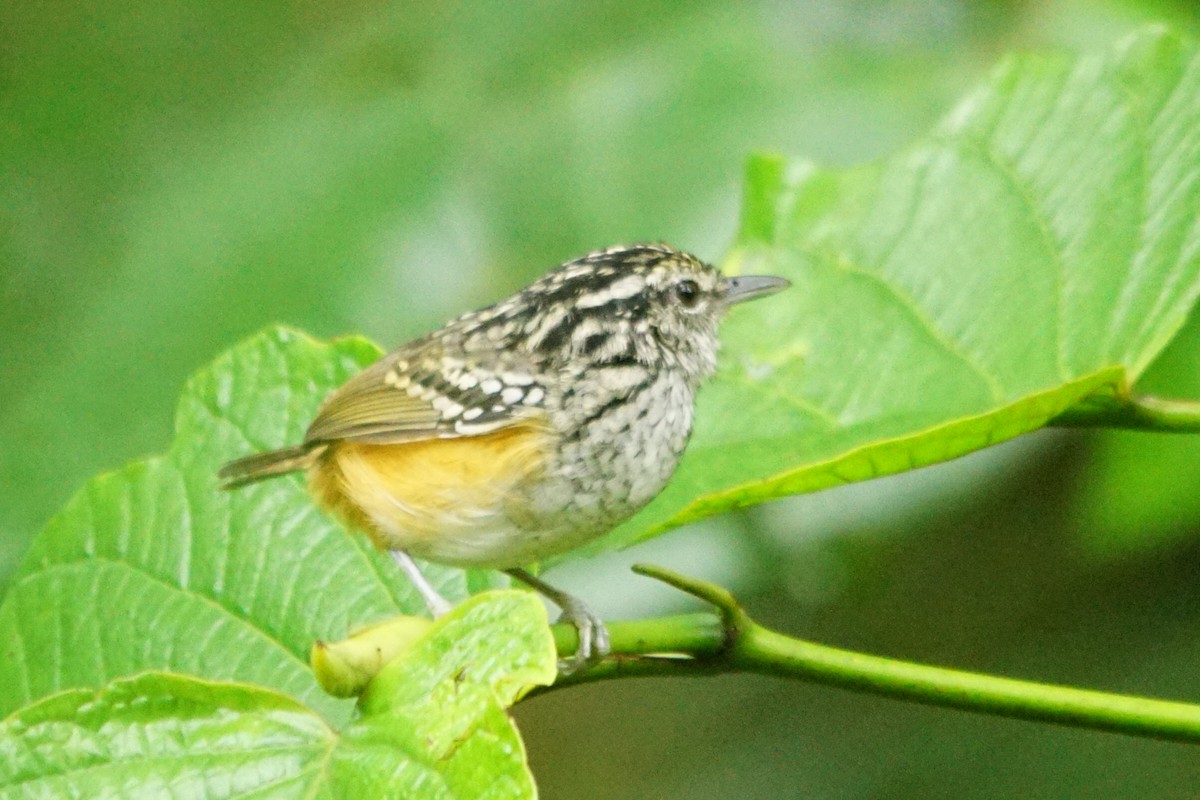 Peruvian Warbling-Antbird - ML422442951