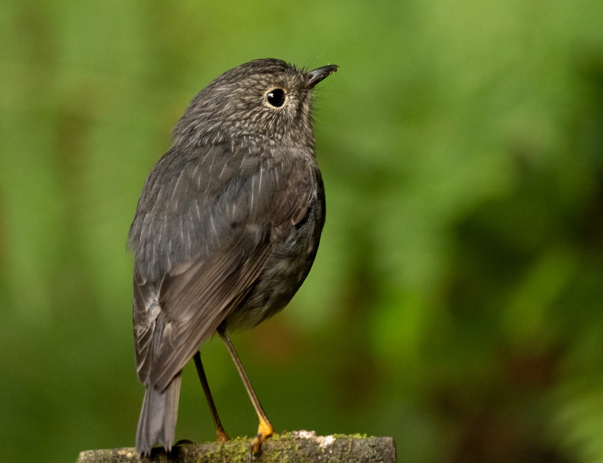 North Island Robin - Mike Vincent
