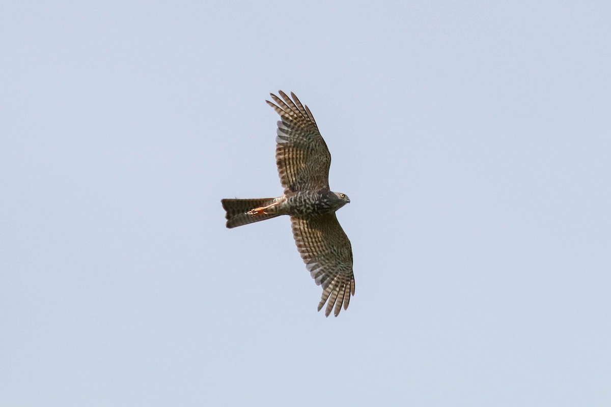 Collared Sparrowhawk - Ged Tranter