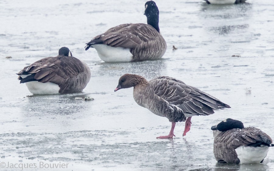 Pink-footed Goose - Jacques Bouvier