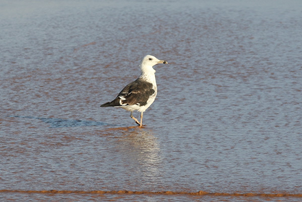 Lesser Black-backed Gull - george parker