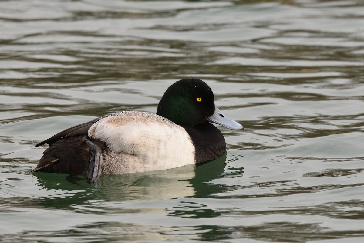 Greater Scaup - ML422460271