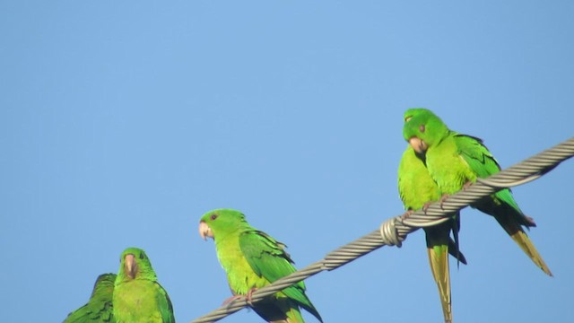 Meksika Yeşil Papağanı - ML422470721