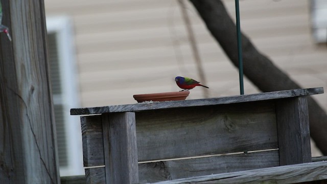 Painted Bunting - ML422475871
