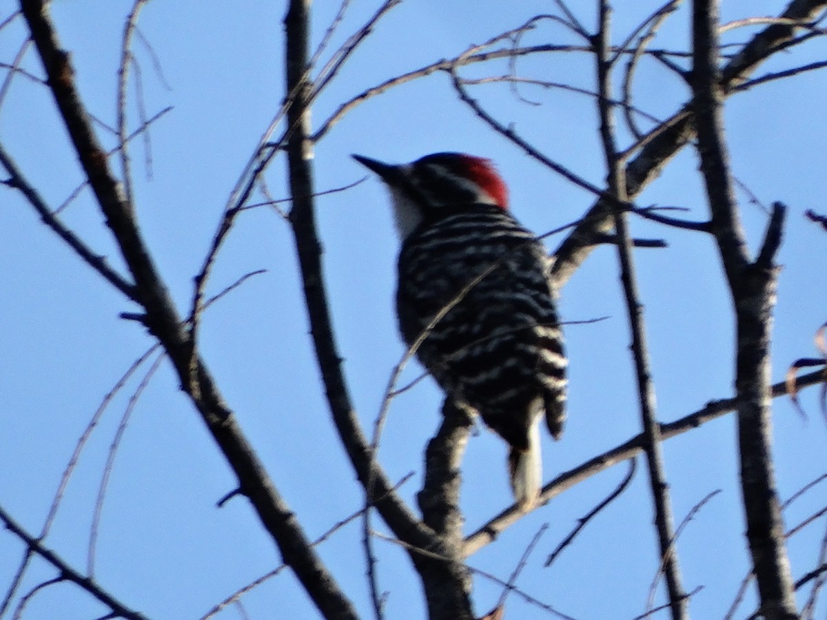 Nuttall's Woodpecker - ML42247971
