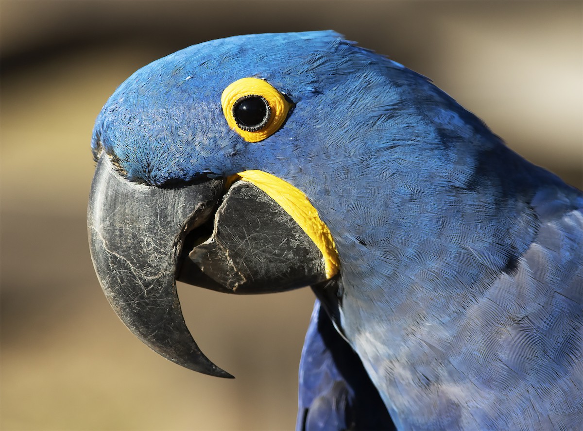 Hyacinth Macaw - ML422494011