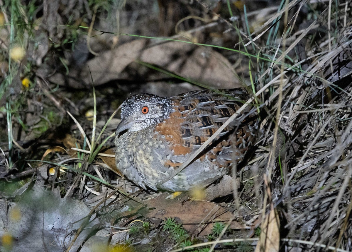 Painted Buttonquail - ML422495341
