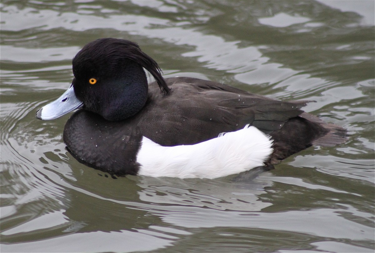 Tufted Duck - ML42249741