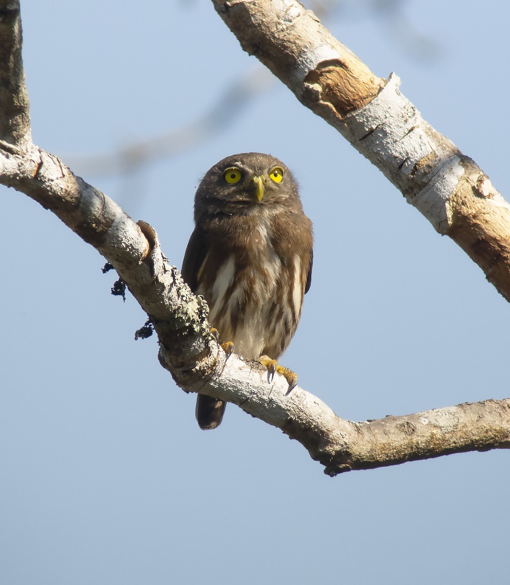 Amazonian Pygmy-Owl - ML422500791