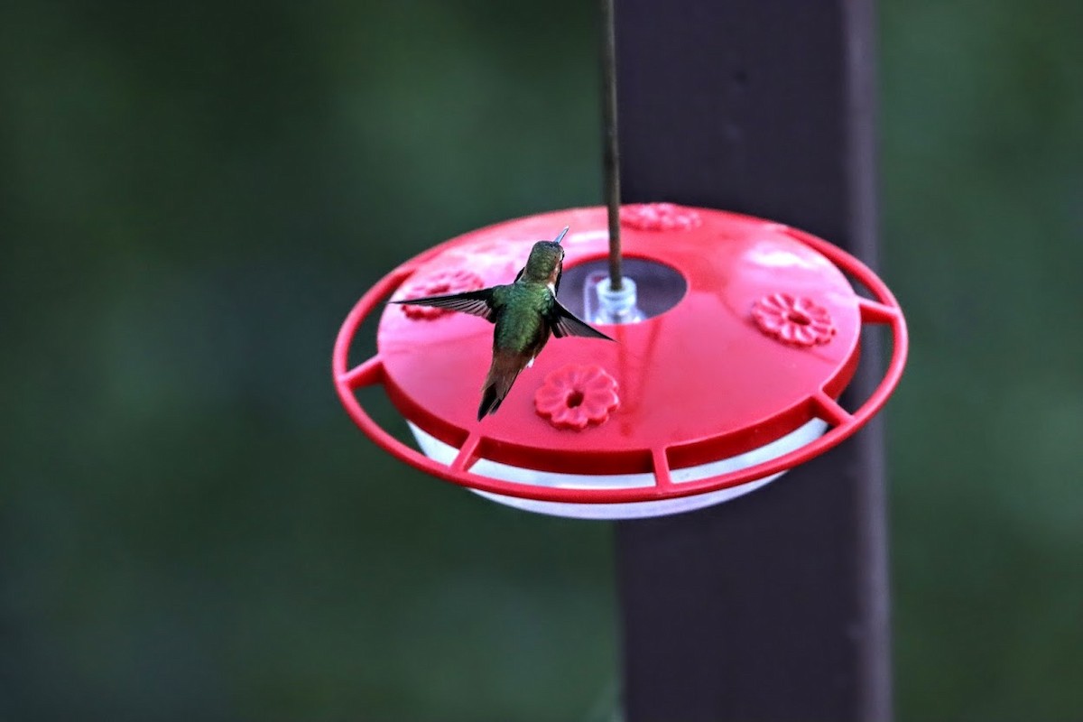 Allen's Hummingbird - ML422502111