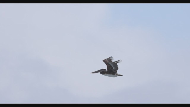 Бурый пеликан (californicus) - ML422502681