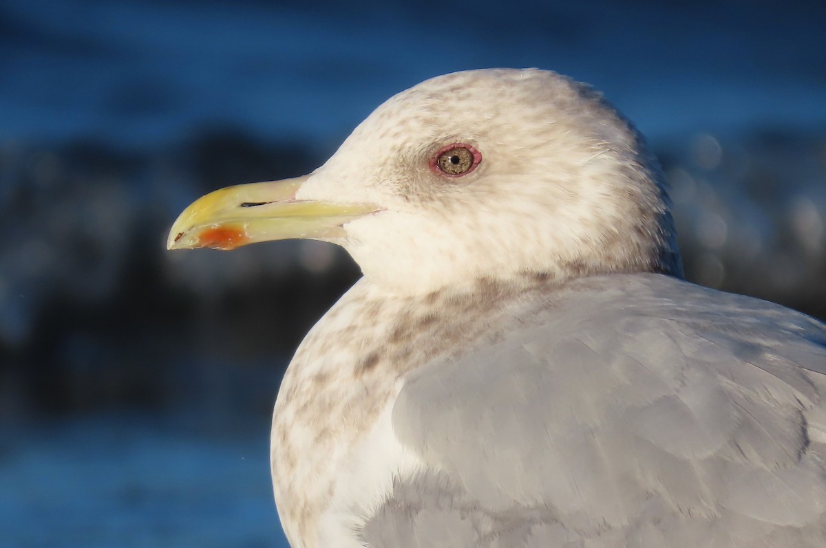 Iceland Gull (Thayer's) - Brad Vissia
