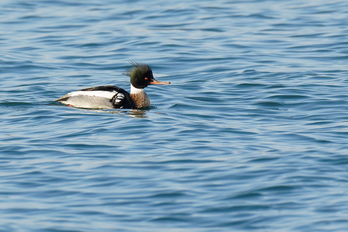 Red-breasted Merganser - Vincent Wang