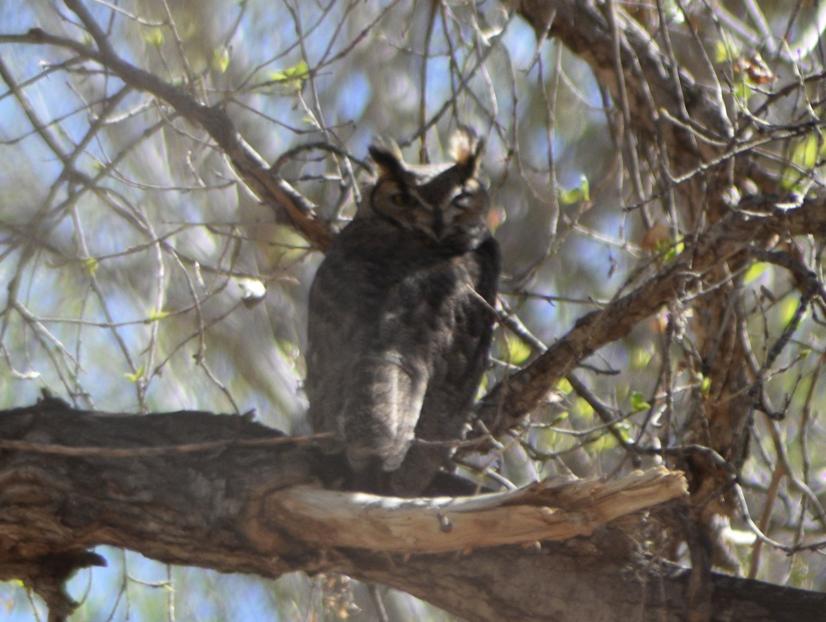 Great Horned Owl - ML422510991