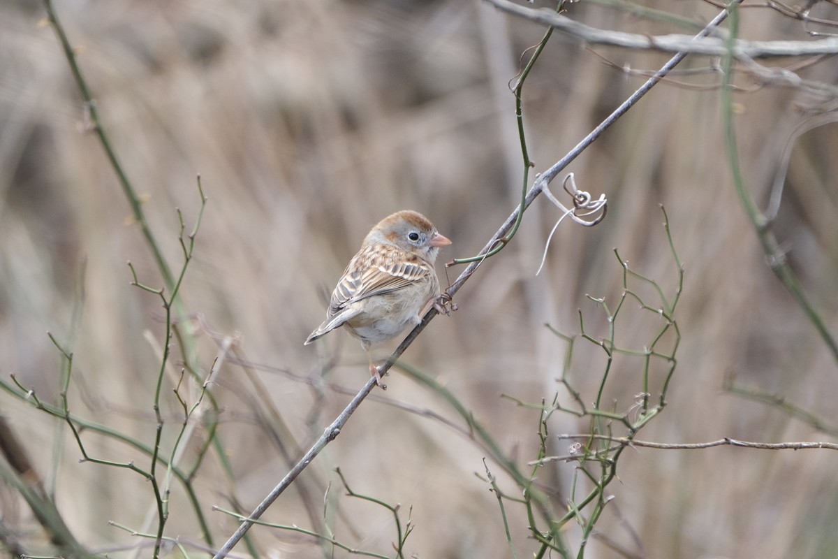 Field Sparrow - Austin C & Haocong R