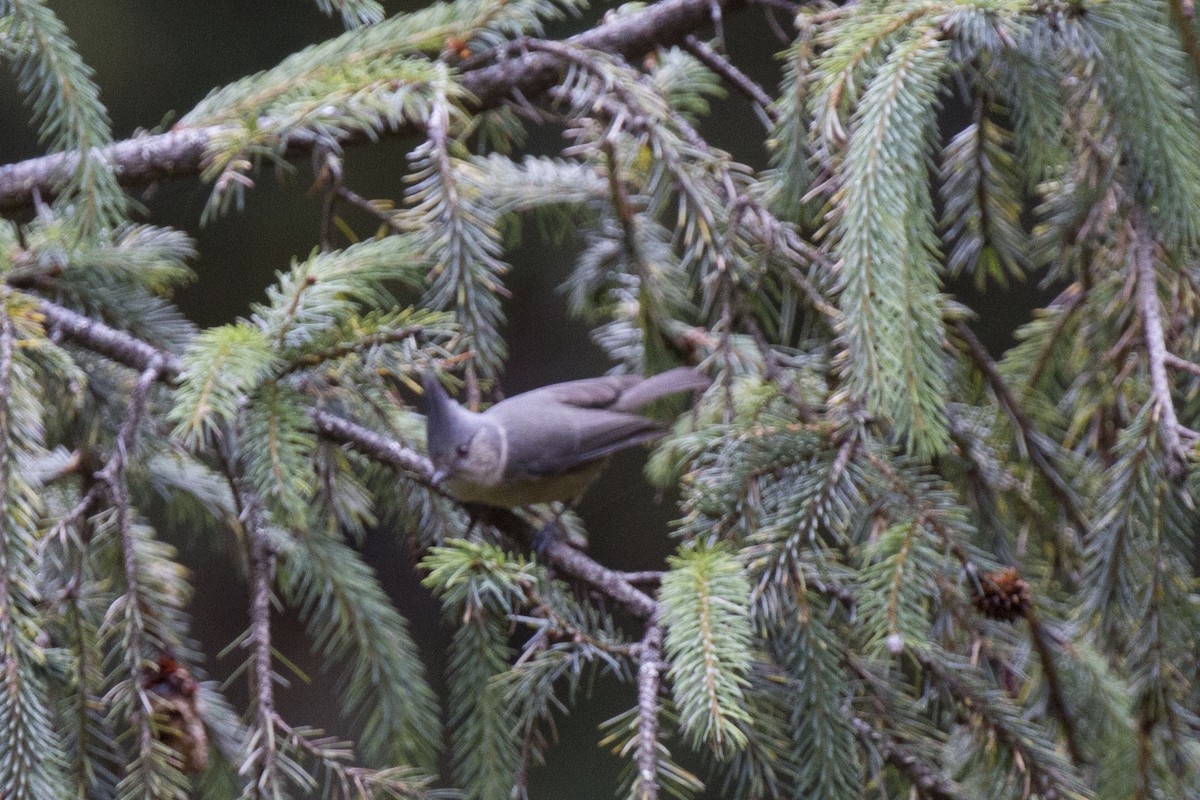 Gray-crested Tit - ML42251361