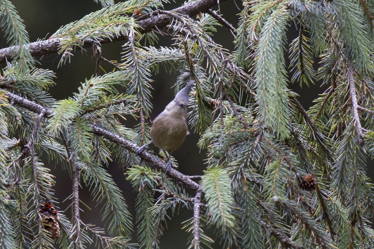 Gray-crested Tit - ML42251371