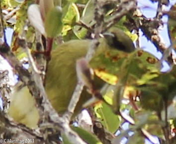 Kauai-Akepakleidervogel - ML42251581