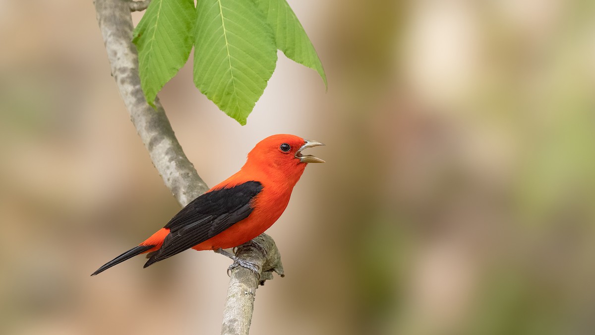 Scarlet Tanager - ML422518341