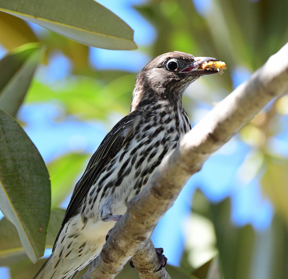 Australasian Figbird - Andy Gee