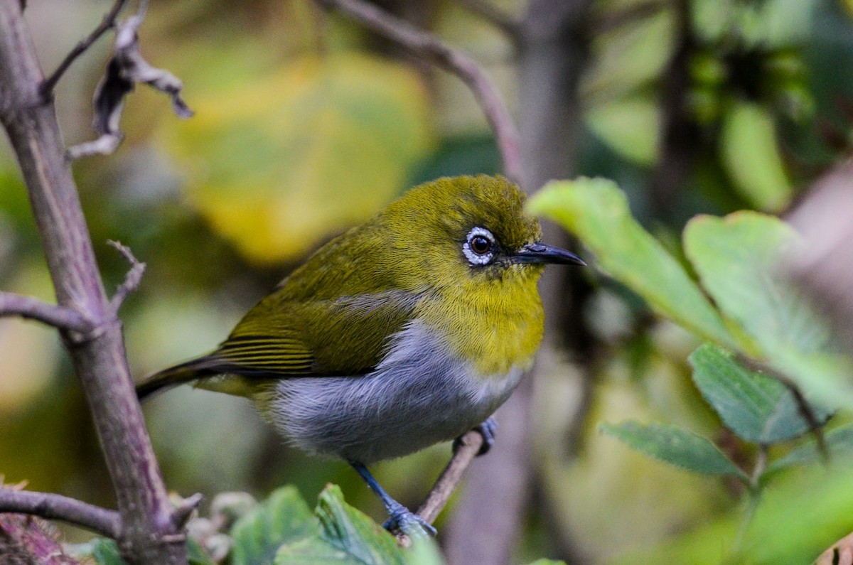 セイロンメジロ Ebird