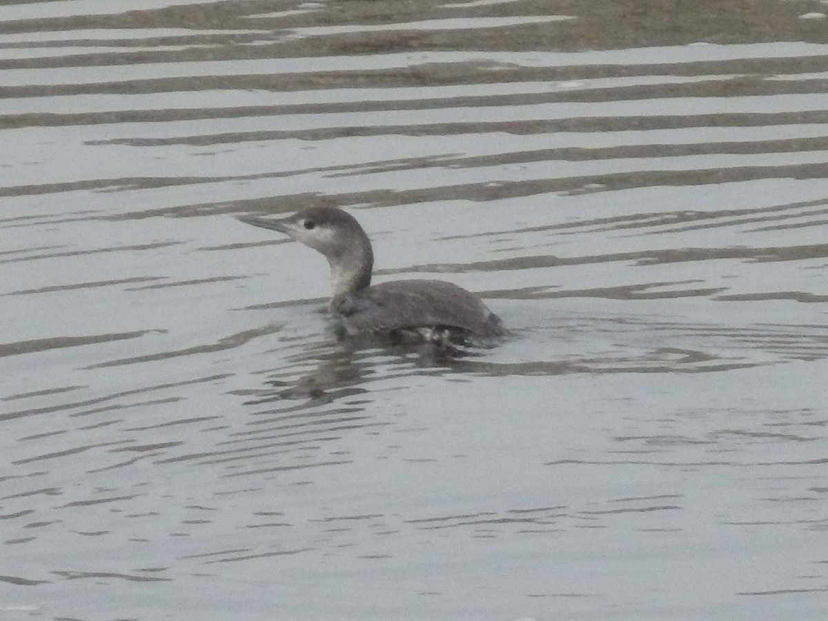 Red-throated Loon - ML42252351