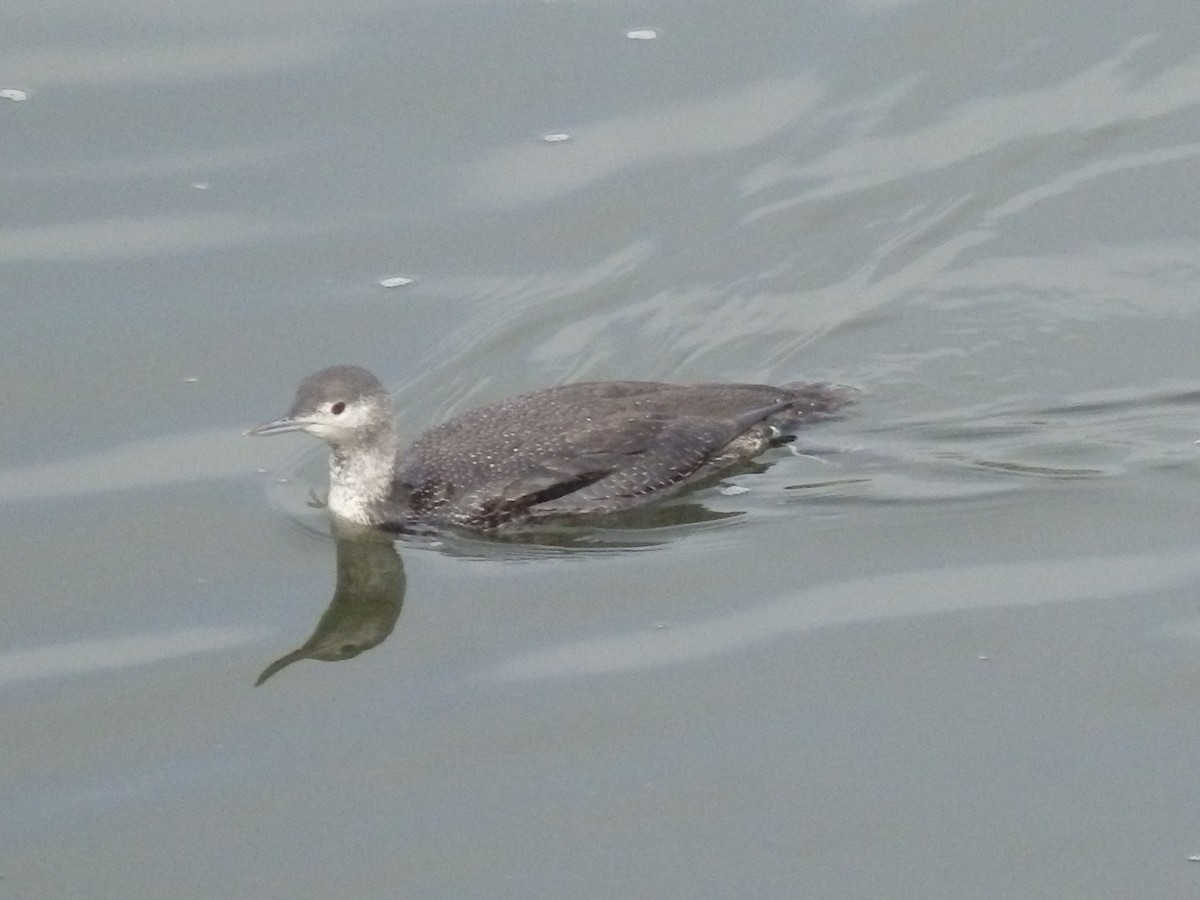 Red-throated Loon - ML42252361