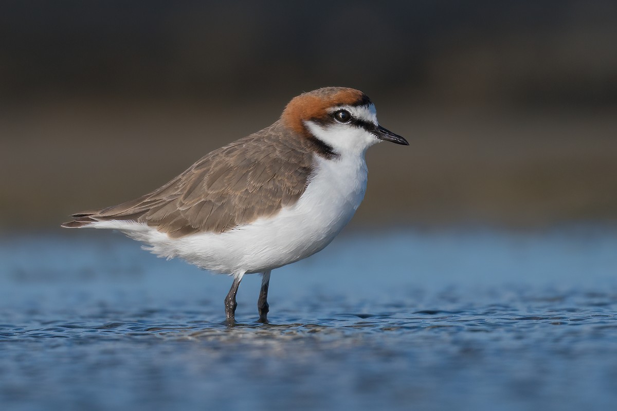 Red-capped Plover - ML422526711