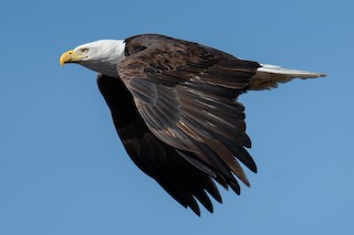 Bald Eagle