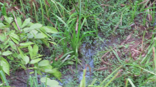 Dja River Swamp Warbler - ML422529991