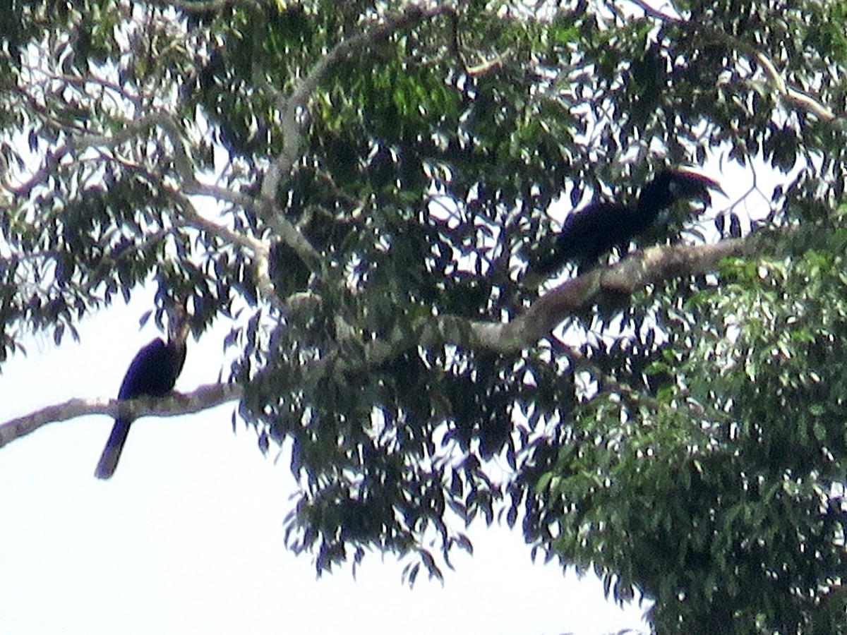 Black-casqued Hornbill - GARY DOUGLAS